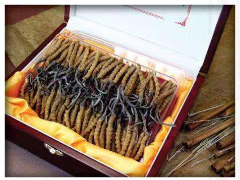 清远冬虫夏草回收